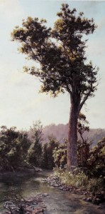 Kauri